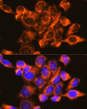 EIF4G2 antibody