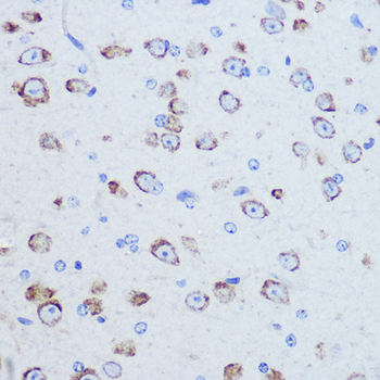 EIF4G2 antibody