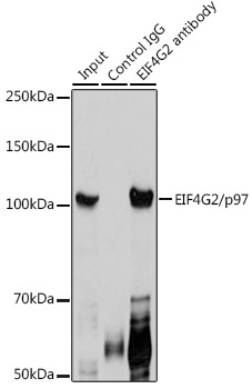 EIF4G2 antibody