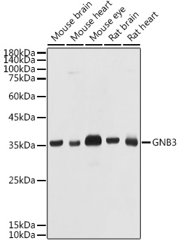 GNB3 antibody