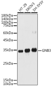 GNB3 antibody