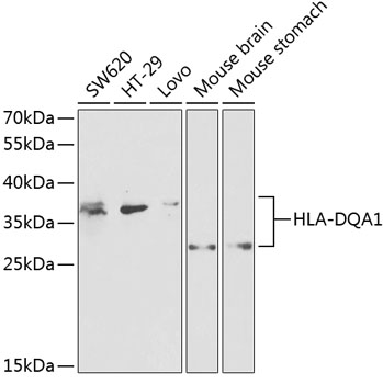 HLA-DQA1 antibody