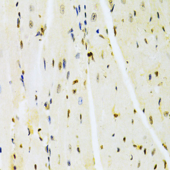 HMGB1 antibody