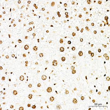 HMGB1 antibody