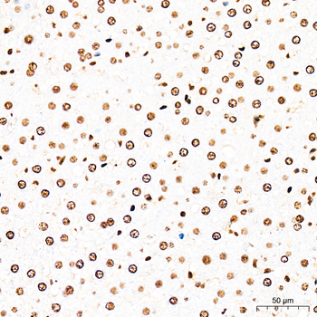 HMGB1 antibody