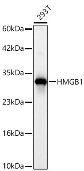 HMGB1 antibody