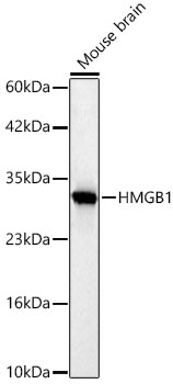 HMGB1 antibody