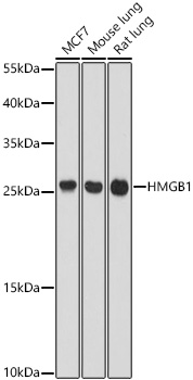 HMGB1 antibody