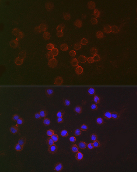 IFNAR2 antibody