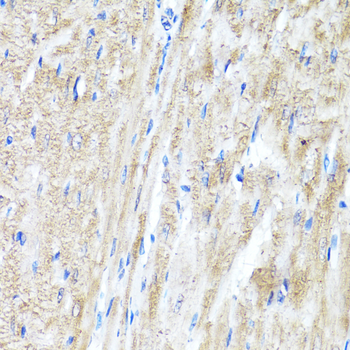 IFNAR2 antibody