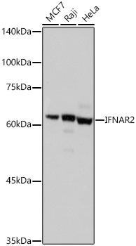 IFNAR2 antibody