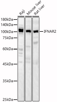 IFNAR2 antibody