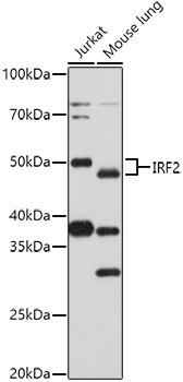 IRF-2 antibody