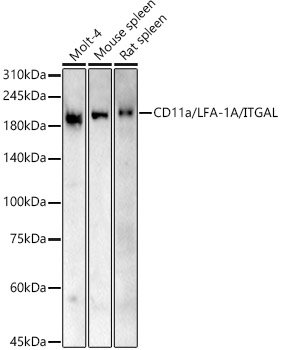 ITGAL antibody