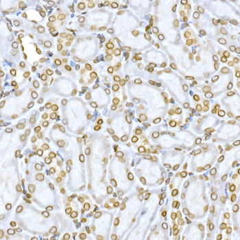 LMNB1 antibody