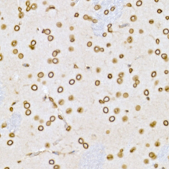 LMNB1 antibody