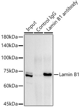 LMNB1 antibody