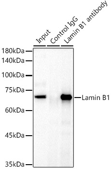 LMNB1 antibody