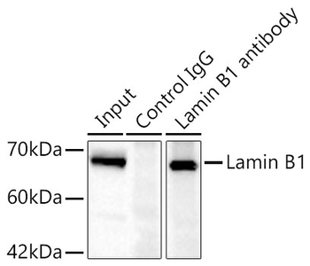 LMNB1 antibody