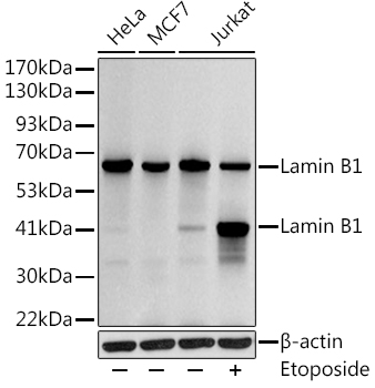 LMNB1 antibody