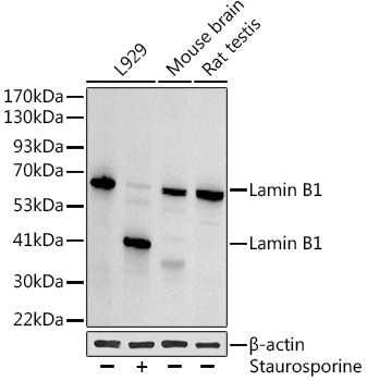 LMNB1 antibody