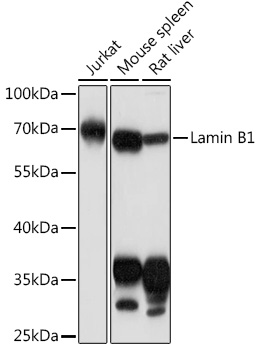 LMNB1 antibody