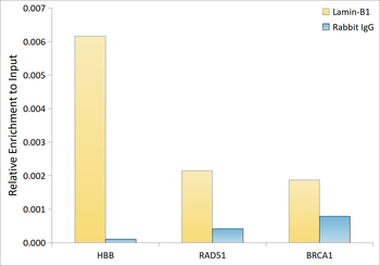 LMNB1 antibody