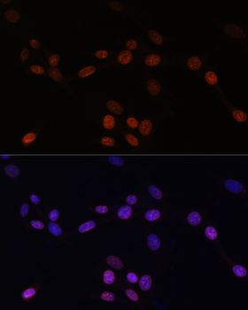 LMNB1 antibody