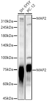 MAP2 antibody