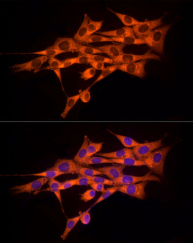 MMP14 antibody