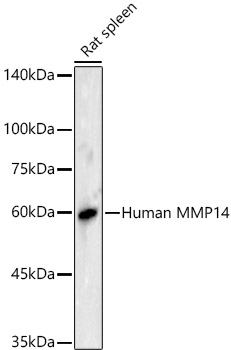 MMP14 antibody