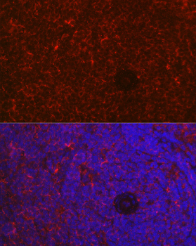 NFATC2 antibody