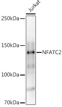 NFATC2 antibody