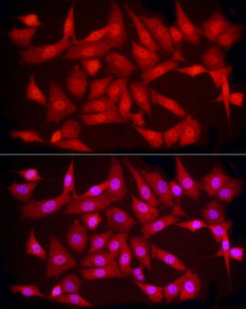 PCBP2 antibody