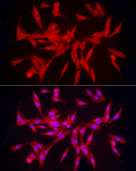 PCBP2 antibody