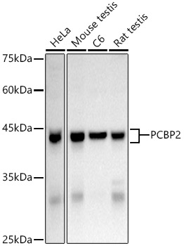 PCBP2 antibody