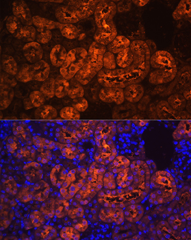 PCK1 antibody