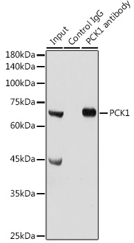 PCK1 antibody