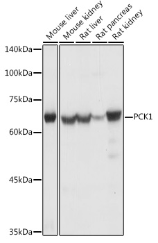 PCK1 antibody