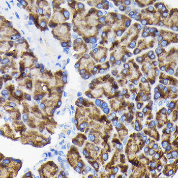 RPS3 antibody