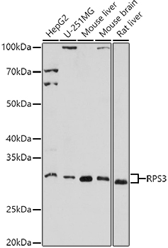 RPS3 antibody