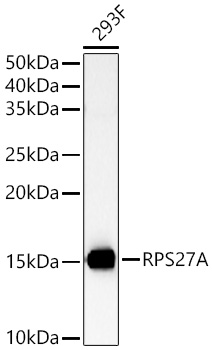 RPS27A antibody