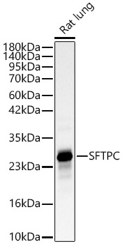 SFTPC antibody