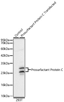 SFTPC antibody