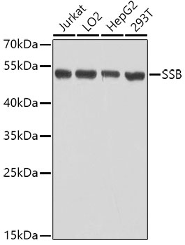 La Antigen antibody