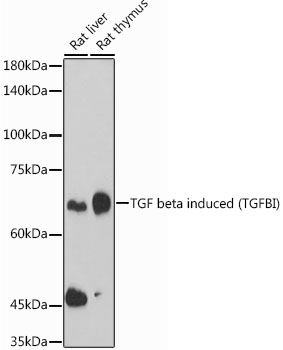 TGFBI antibody