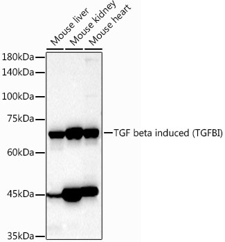 TGFBI antibody