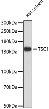 Hamartin antibody