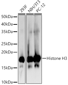 Histone H3 antibody