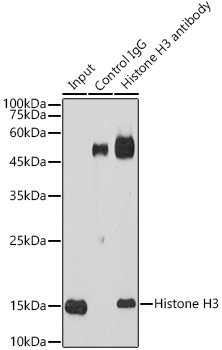 Histone H3 antibody